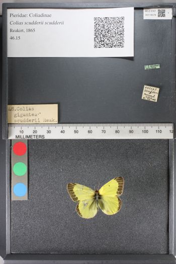 Media type: image;   Entomology 119579